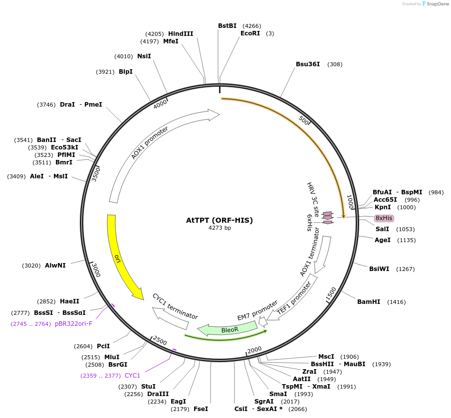 117092-plasmid-map-sequence-id-225002