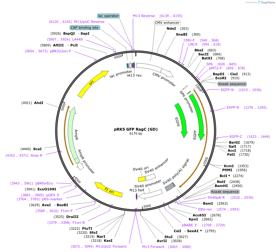 112767-plasmid-map-sequence-id-225006