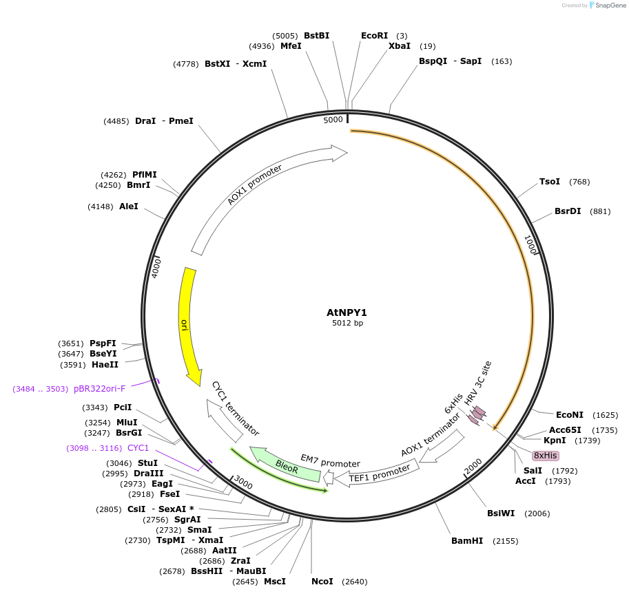 117090-plasmid-map-sequence-id-225007
