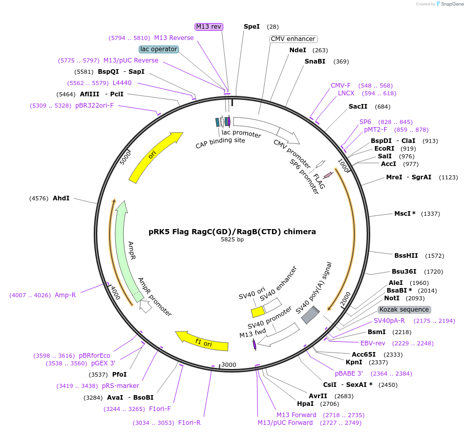 112774-plasmid-map-sequence-id-225008
