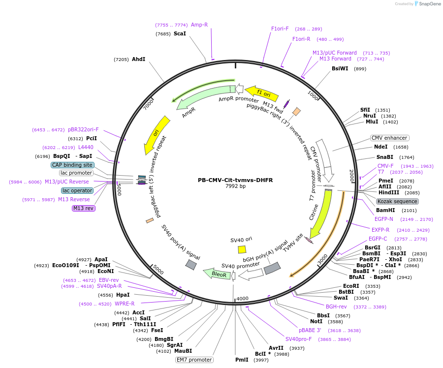 116060-plasmid-map-sequence-id-225010