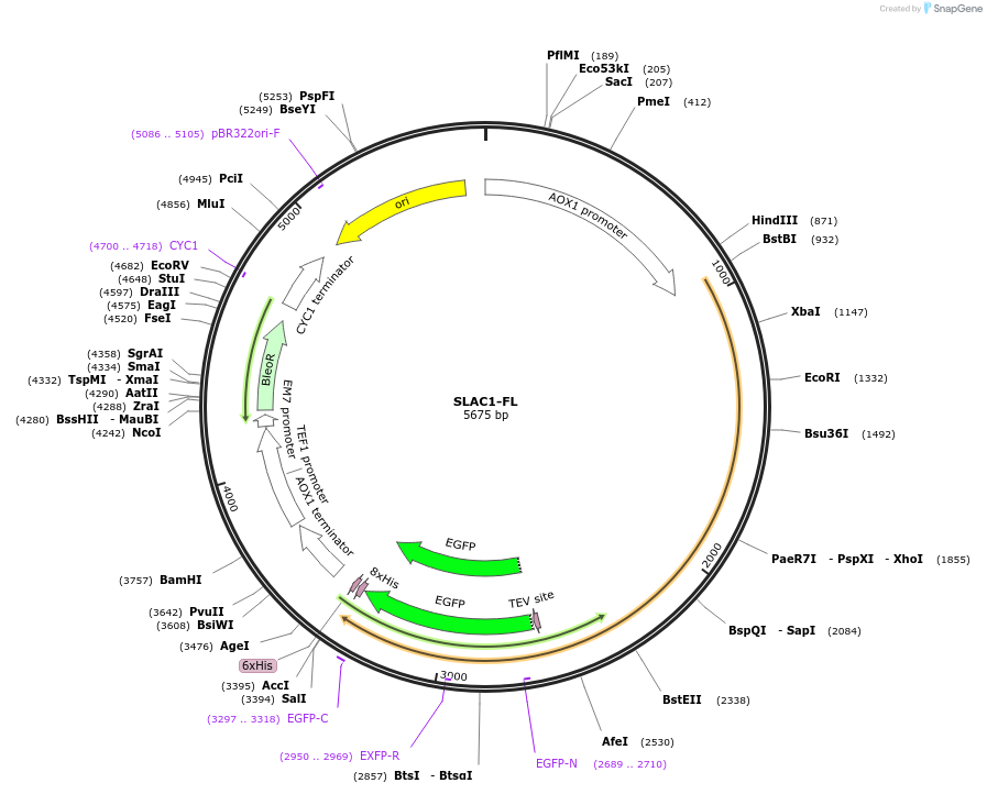 117100-plasmid-map-sequence-id-225011