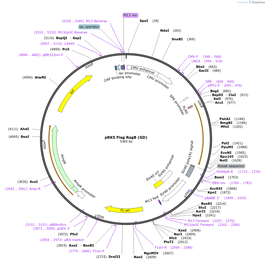 112770-plasmid-map-sequence-id-225023