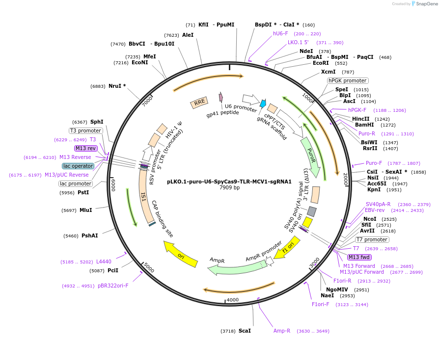 117405-plasmid-map-sequence-id-225027