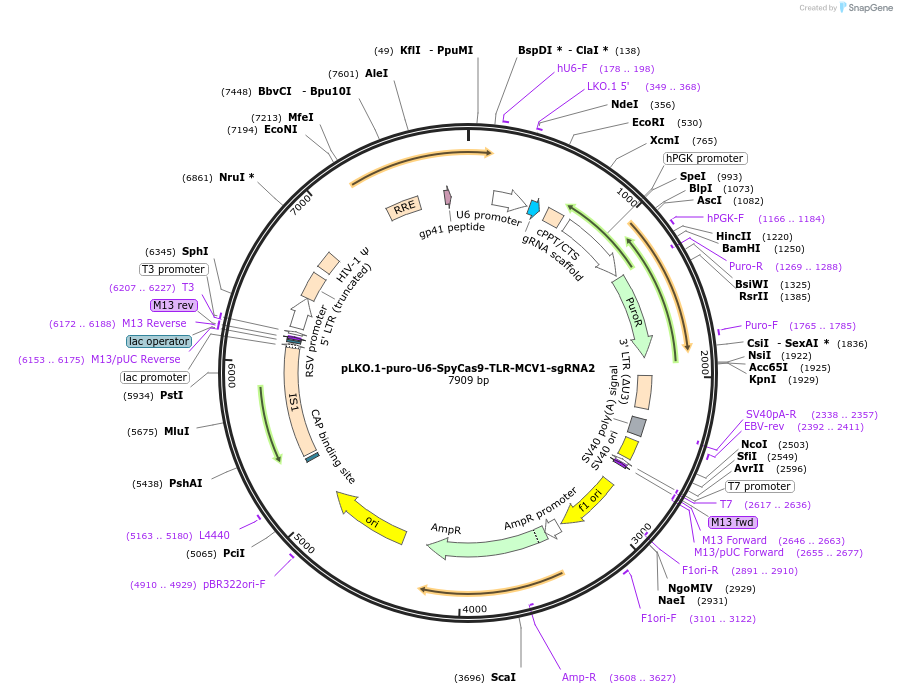 117406-plasmid-map-sequence-id-225030