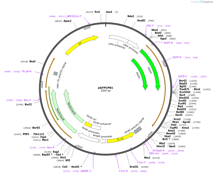 23009-plasmid-map-sequence-id-225040