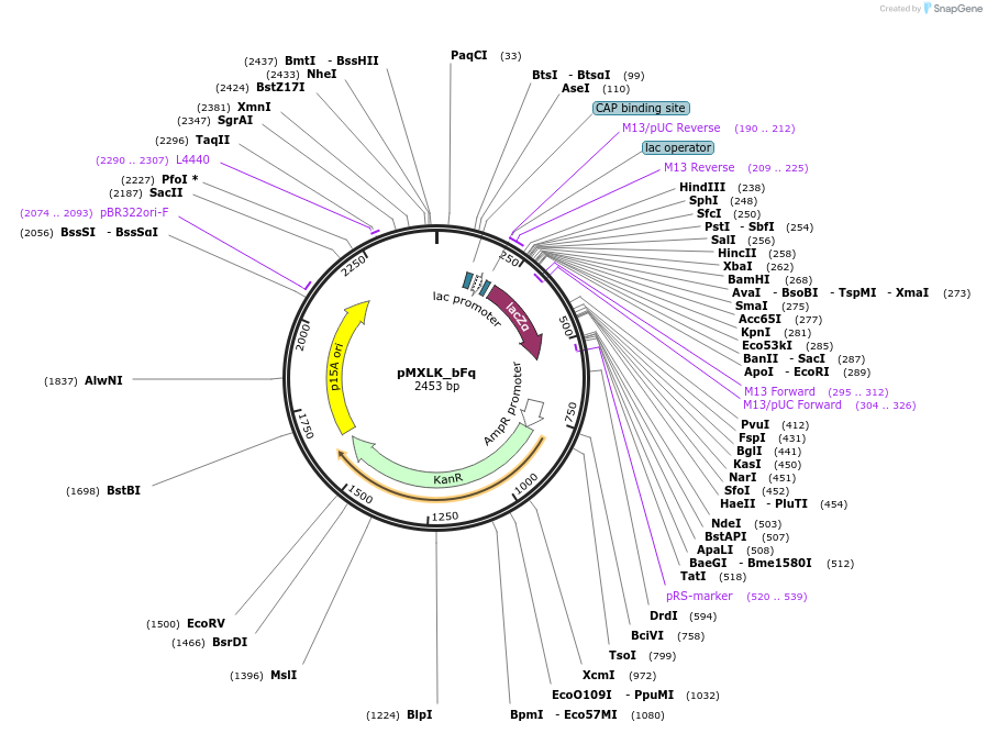 114235-plasmid-map-sequence-id-225045