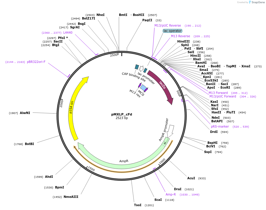 114242-plasmid-map-sequence-id-225052