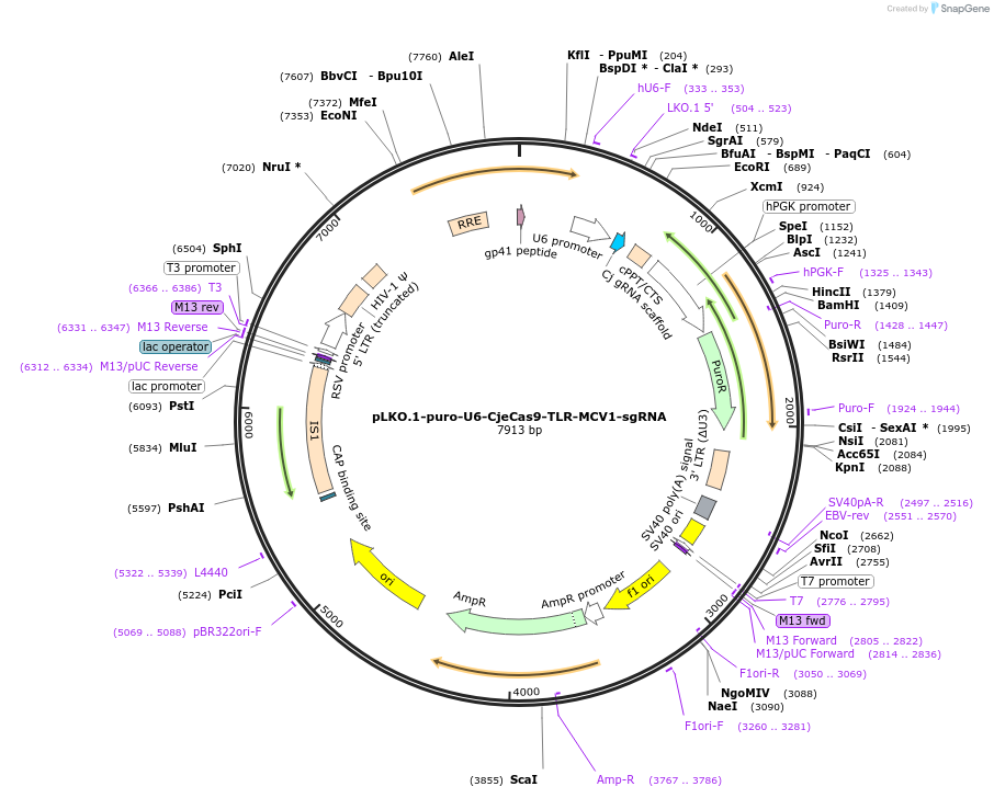 117408-plasmid-map-sequence-id-225055