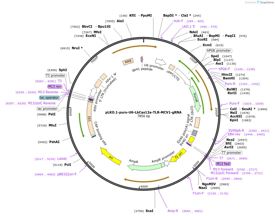117410-plasmid-map-sequence-id-225058