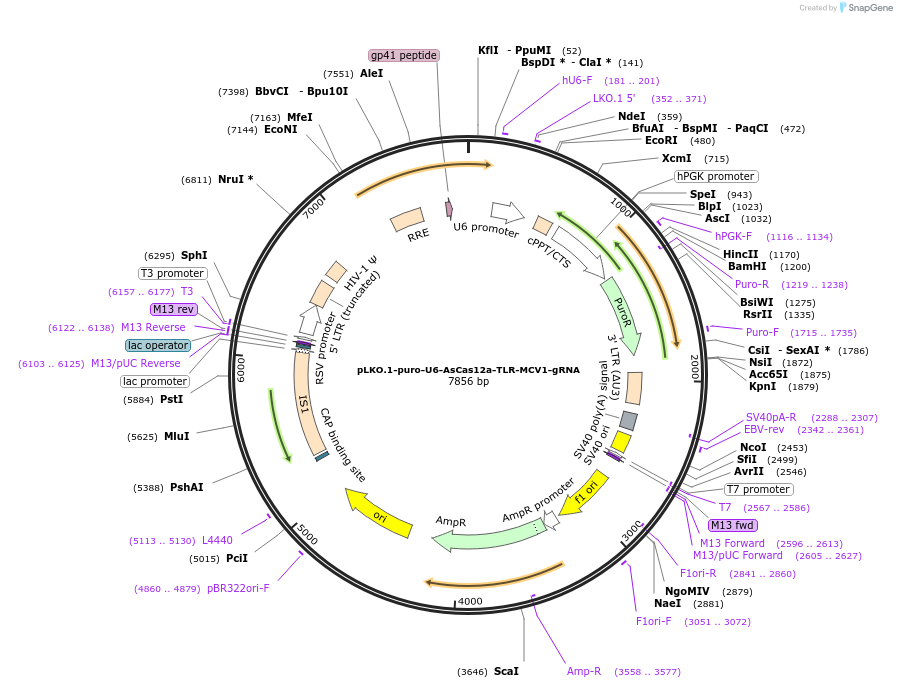 117411-plasmid-map-sequence-id-225059