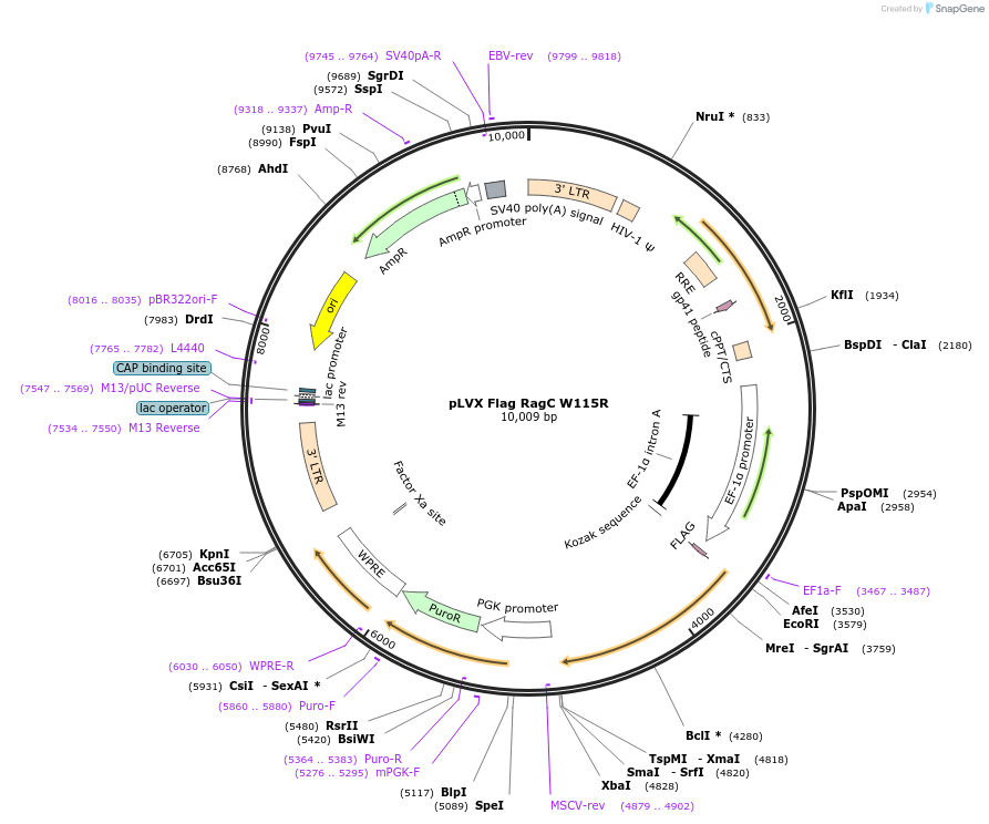 112759-plasmid-map-sequence-id-225060