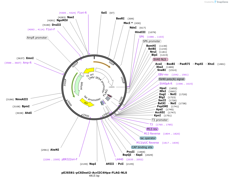 113436-plasmid-map-sequence-id-225078