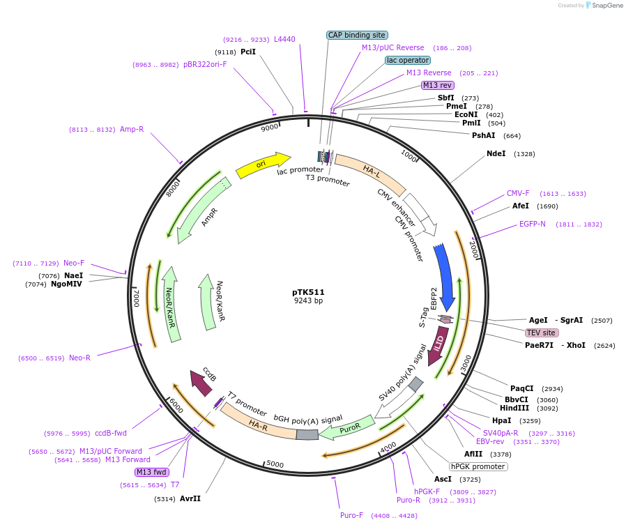 114686-plasmid-map-sequence-id-225107