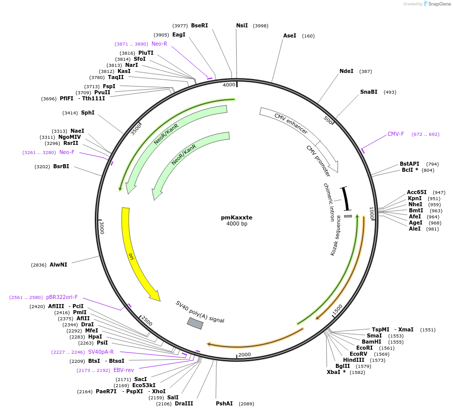 113630-plasmid-map-sequence-id-225113