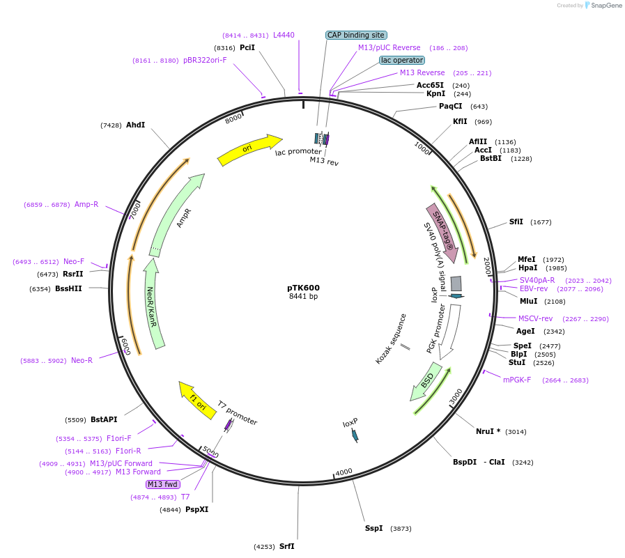 114696-plasmid-map-sequence-id-225114