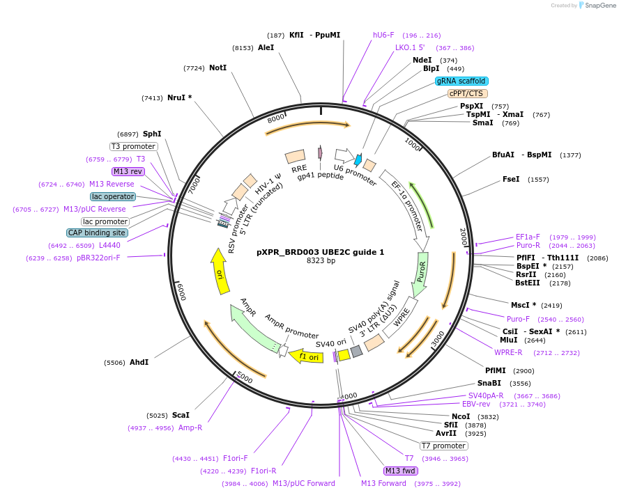117068-plasmid-map-sequence-id-225116
