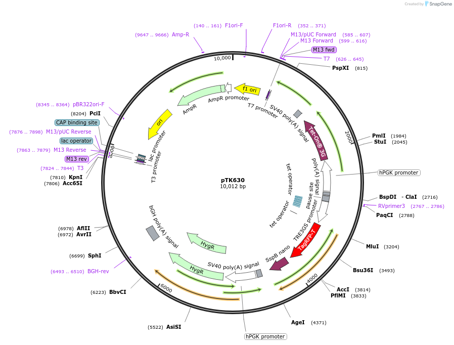 114697-plasmid-map-sequence-id-225119
