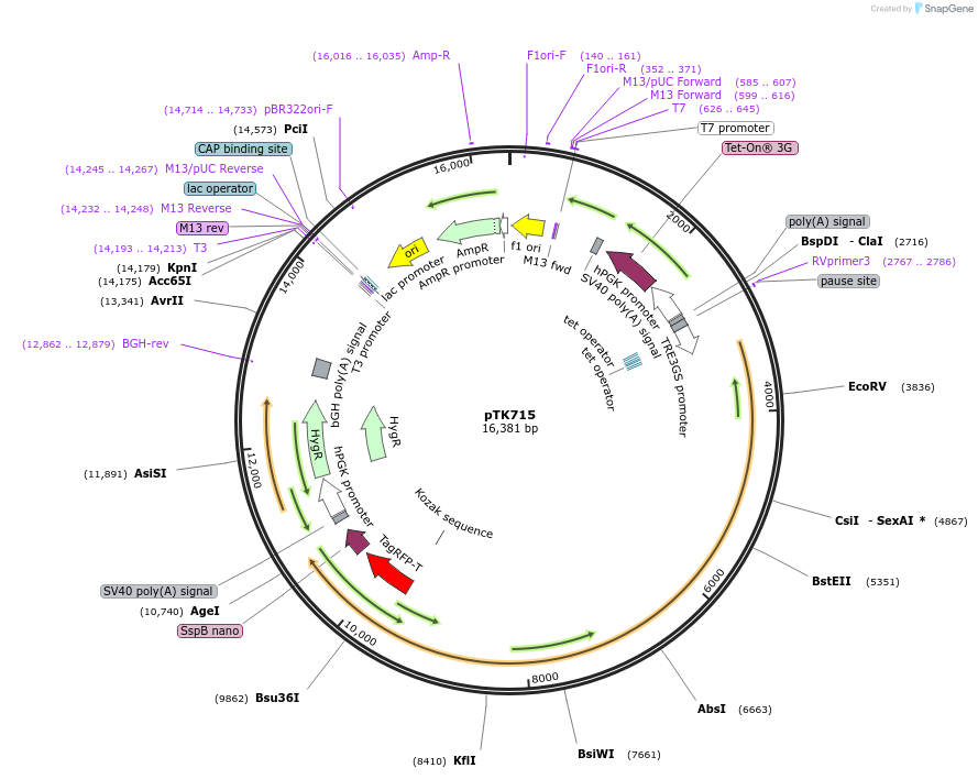114698-plasmid-map-sequence-id-225122