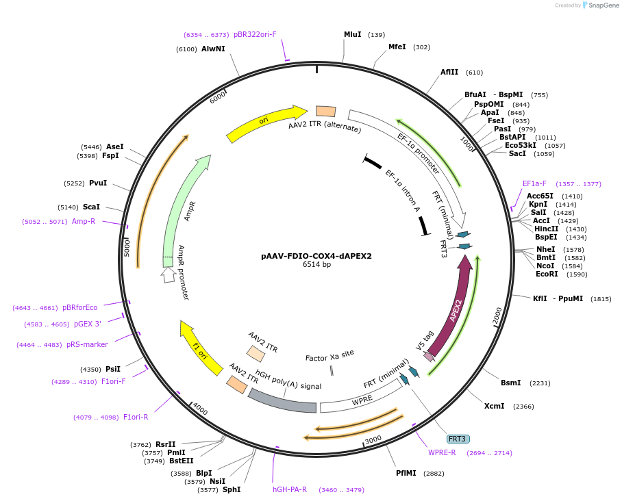 117178-plasmid-map-sequence-id-225129