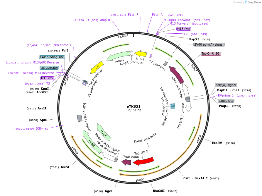 114701-plasmid-map-sequence-id-225134