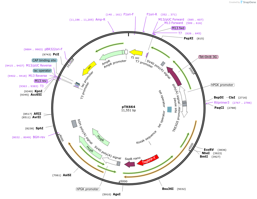 114704-plasmid-map-sequence-id-225139