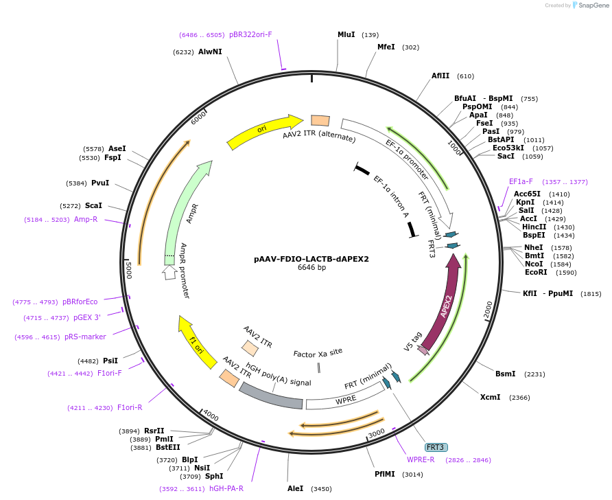 117181-plasmid-map-sequence-id-225140
