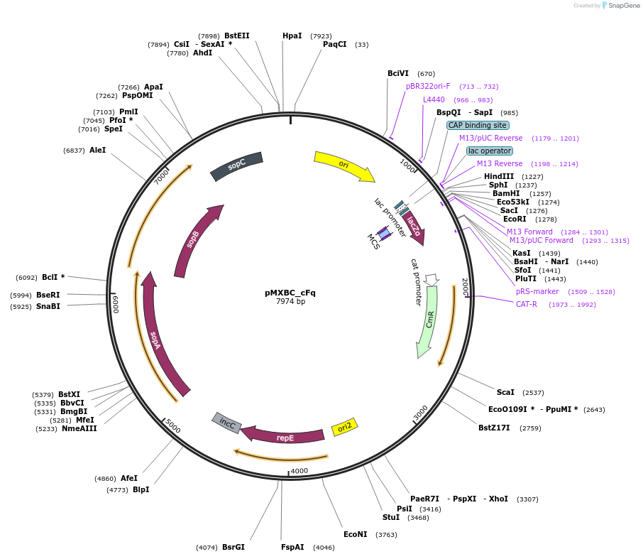 114254-plasmid-map-sequence-id-225144
