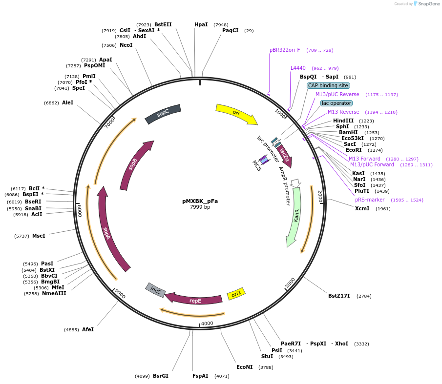114255-plasmid-map-sequence-id-225145