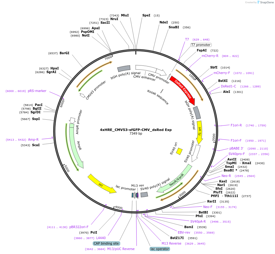 117402-plasmid-map-sequence-id-225148