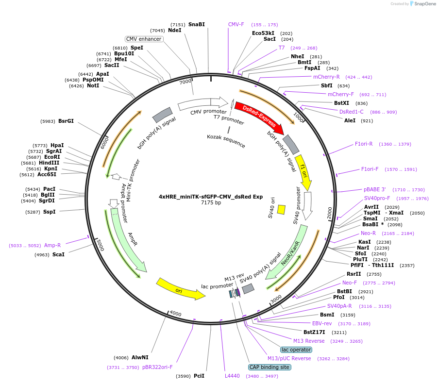 117404-plasmid-map-sequence-id-225154