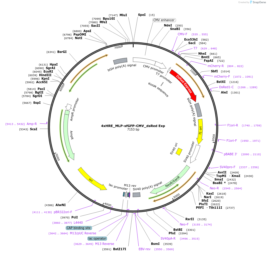 117403-plasmid-map-sequence-id-225155