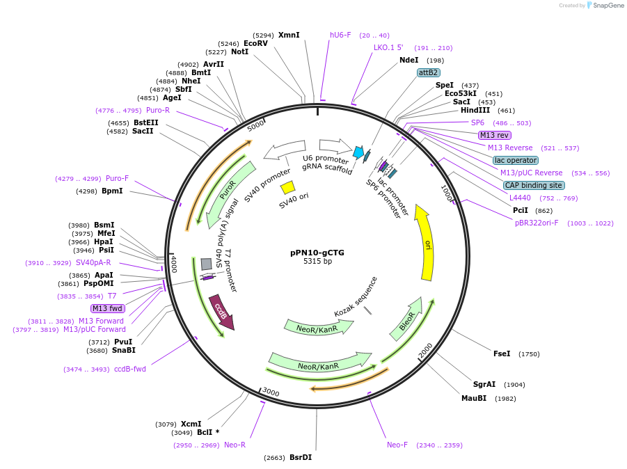 114385-plasmid-map-sequence-id-225157