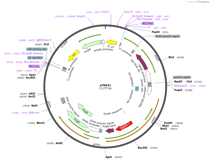 114705-plasmid-map-sequence-id-225189