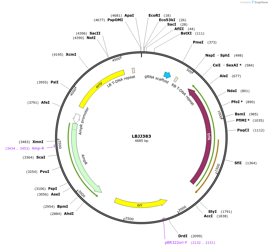 117517-plasmid-map-sequence-id-225200