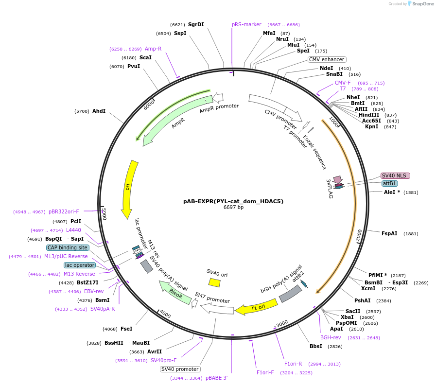 114401-plasmid-map-sequence-id-225202