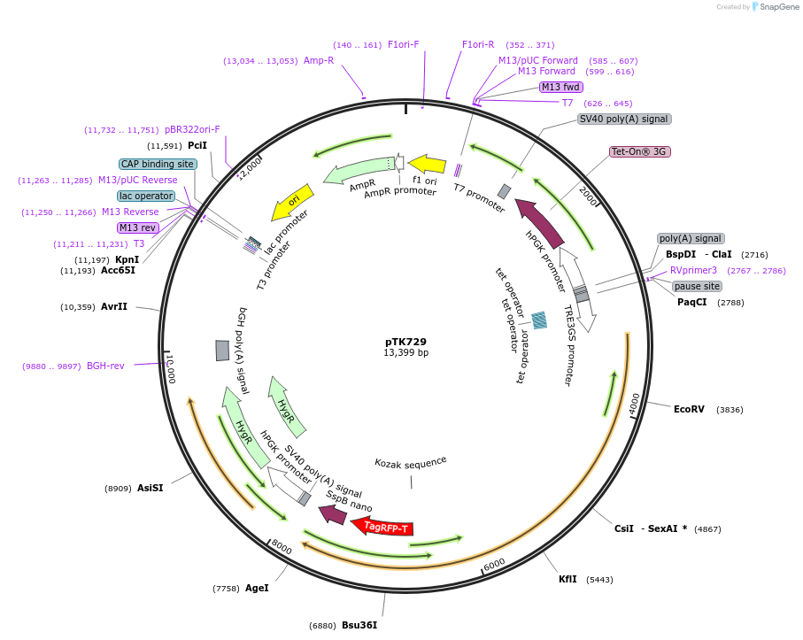 114710-plasmid-map-sequence-id-225204