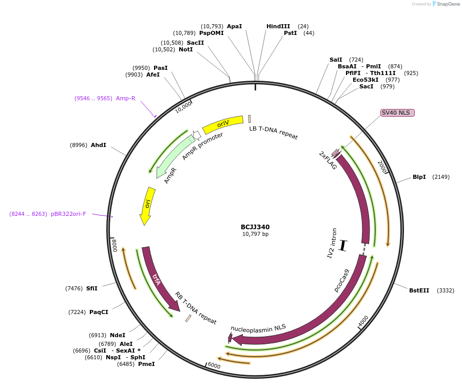 117502-plasmid-map-sequence-id-225206