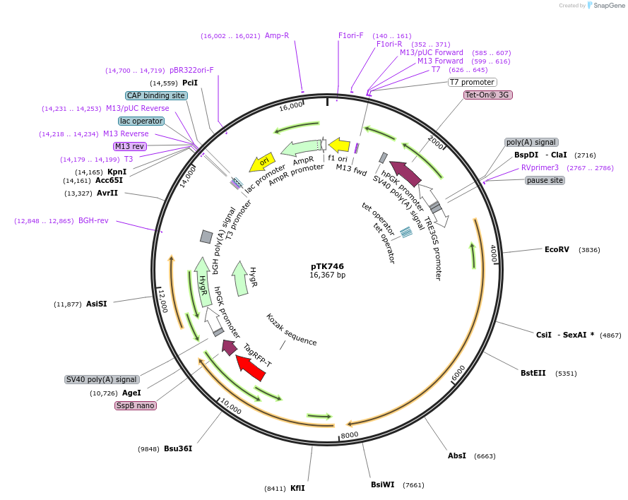 114712-plasmid-map-sequence-id-225207