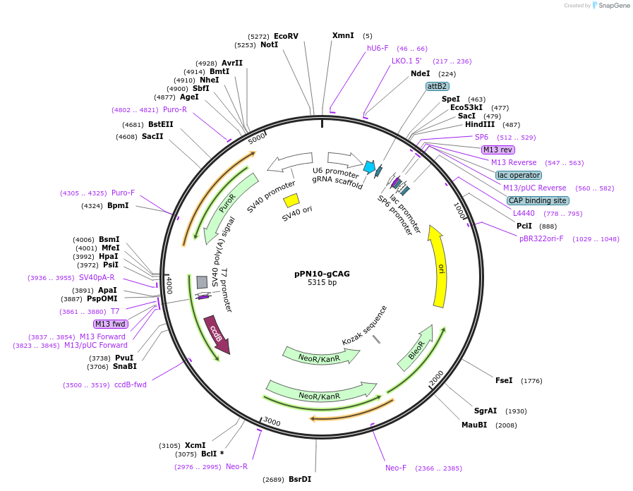 114384-plasmid-map-sequence-id-225214