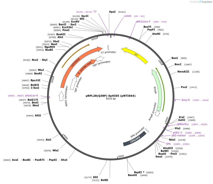 115434-plasmid-map-sequence-id-225223