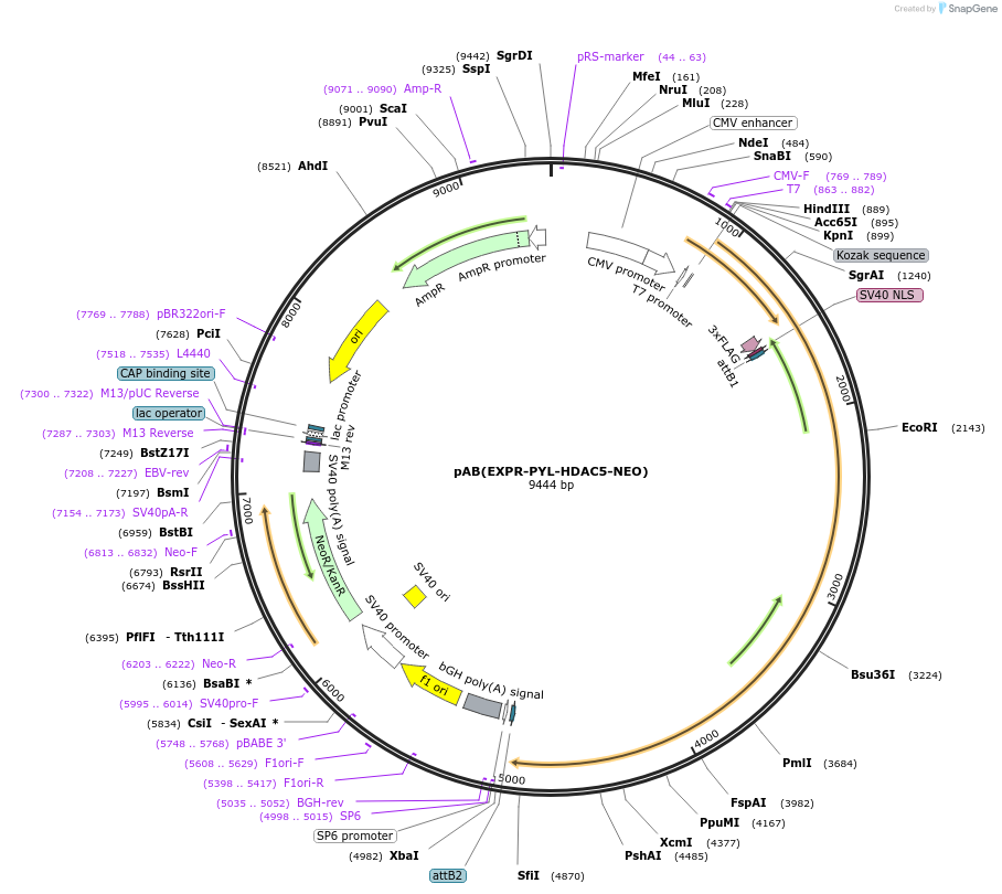 114395-plasmid-map-sequence-id-225225