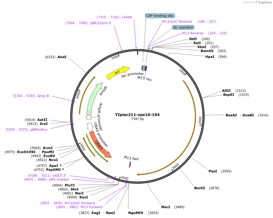 115426-plasmid-map-sequence-id-225310