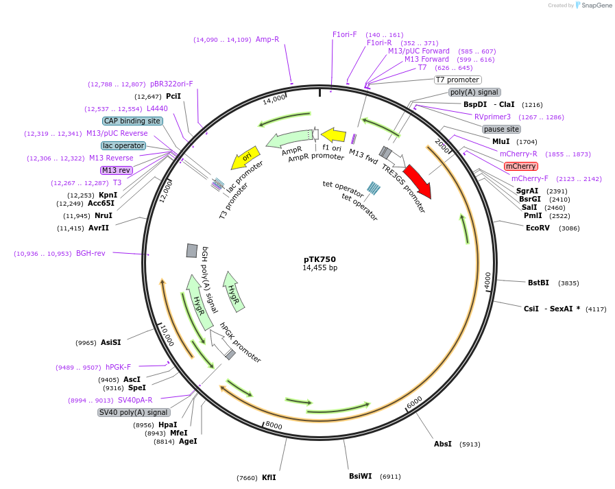 114718-plasmid-map-sequence-id-225311