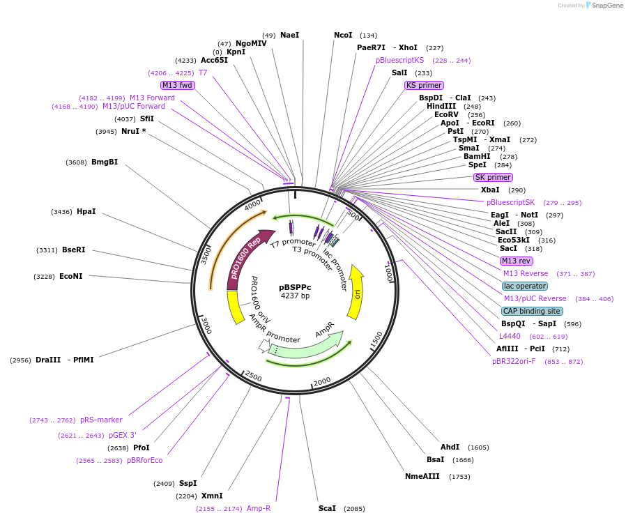 116918-plasmid-map-sequence-id-225331