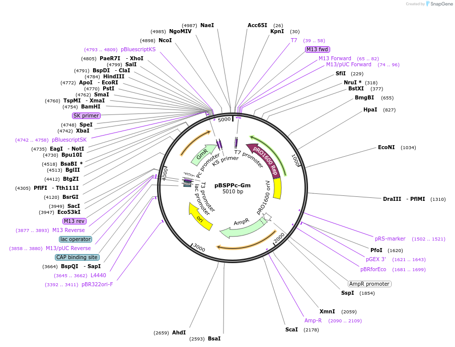 116919-plasmid-map-sequence-id-225332