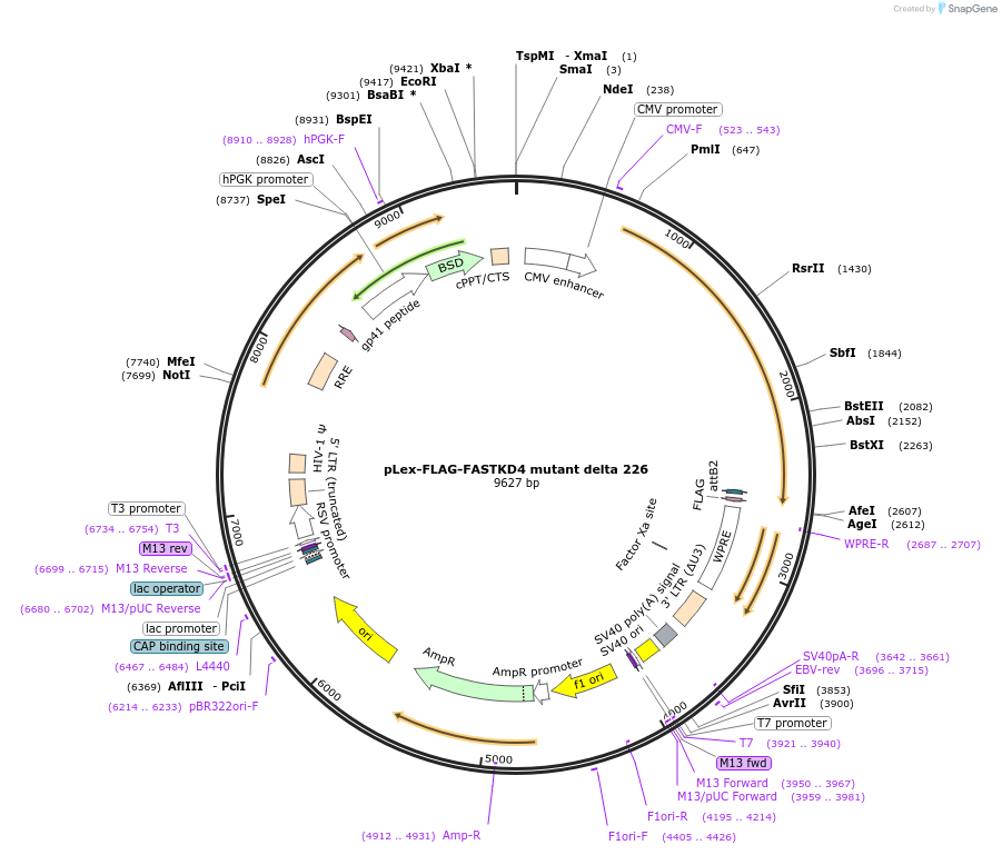 73621-plasmid-map-sequence-id-225334