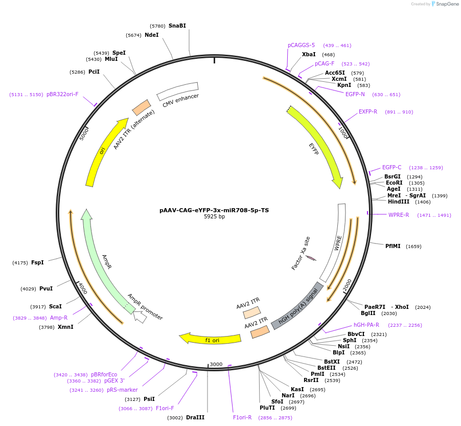 117381-plasmid-map-sequence-id-225358