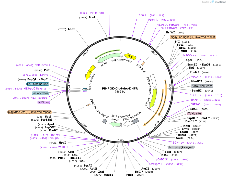 116048-plasmid-map-sequence-id-225381