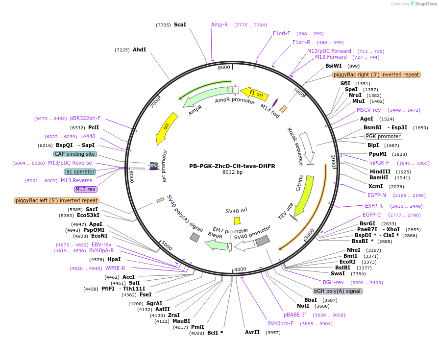 116051-plasmid-map-sequence-id-225388